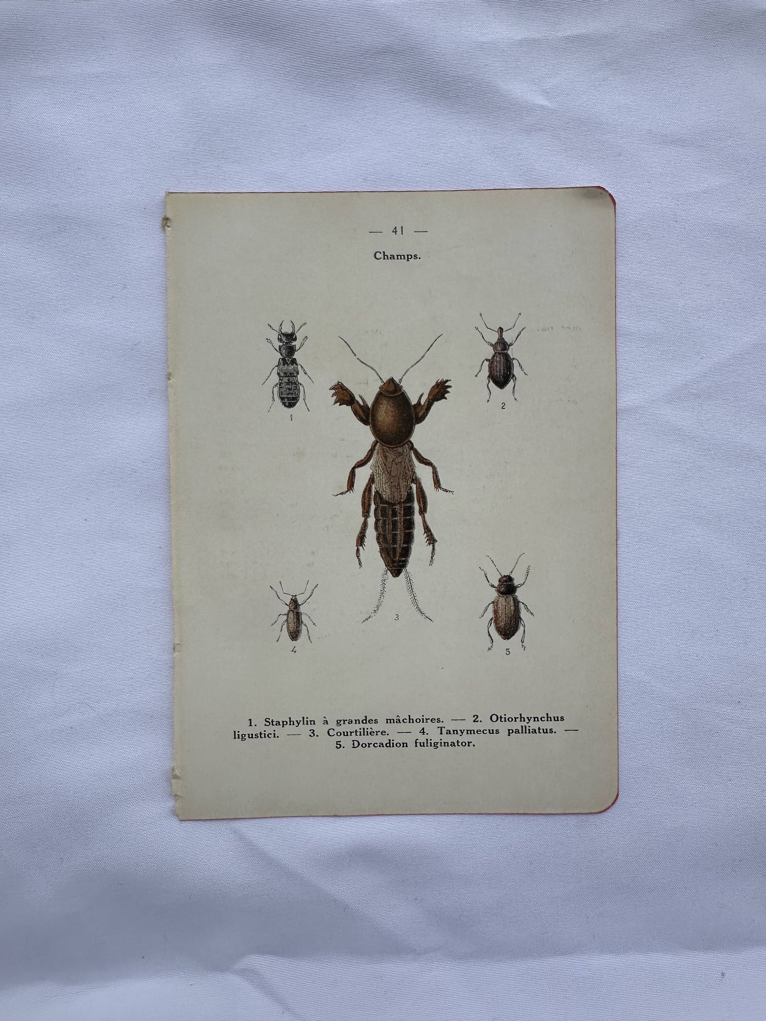 Gravure naturaliste ancienne planche botanique insecte papillon
