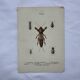 Gravure naturaliste ancienne planche botanique insecte papillon