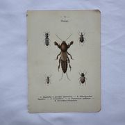Gravure naturaliste ancienne planche botanique insecte papillon