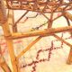 Vintage rattan chair pair "Alice"