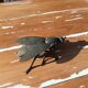 Metal fly ashtray