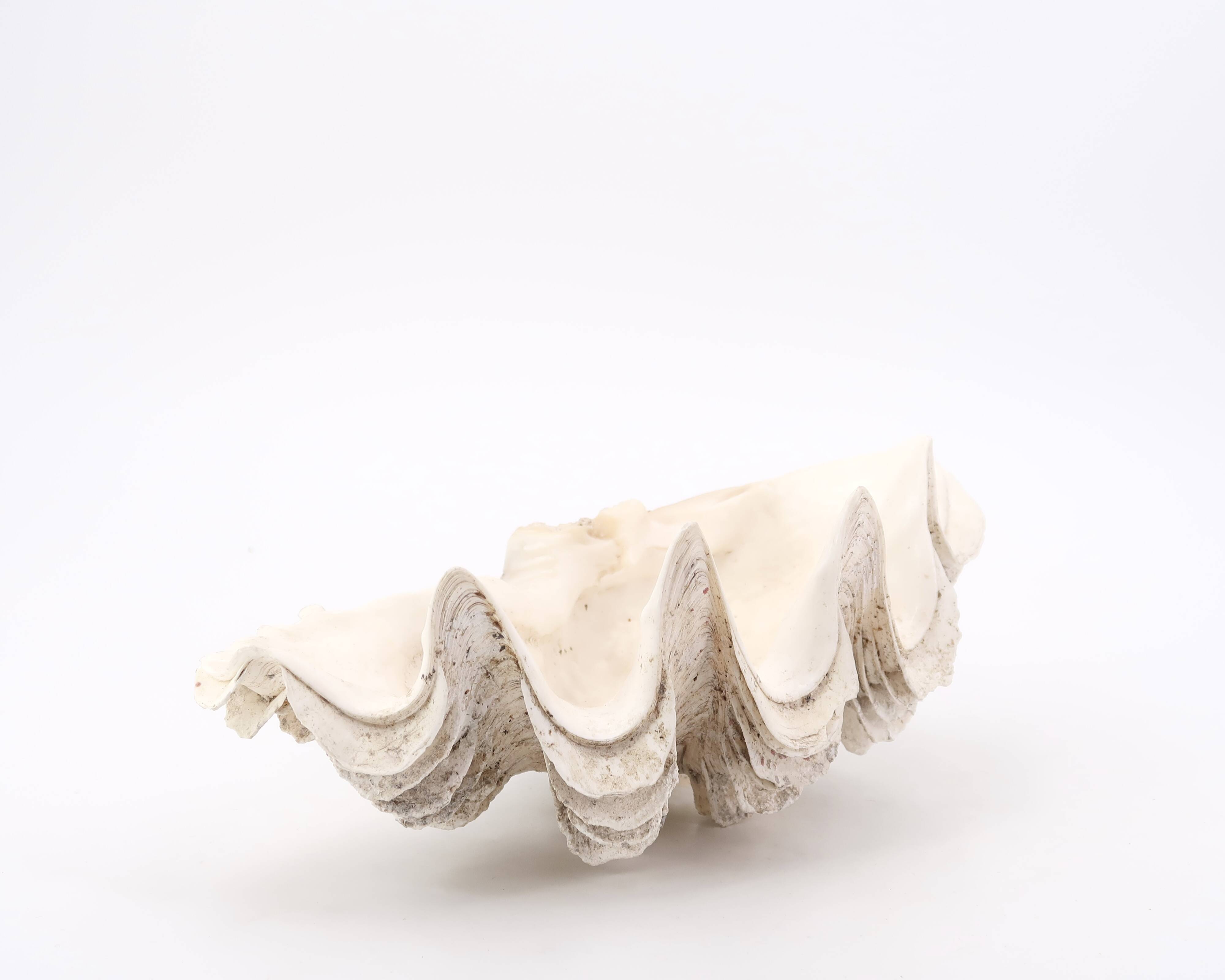 Vide poche coquillage Bénitier, années 70