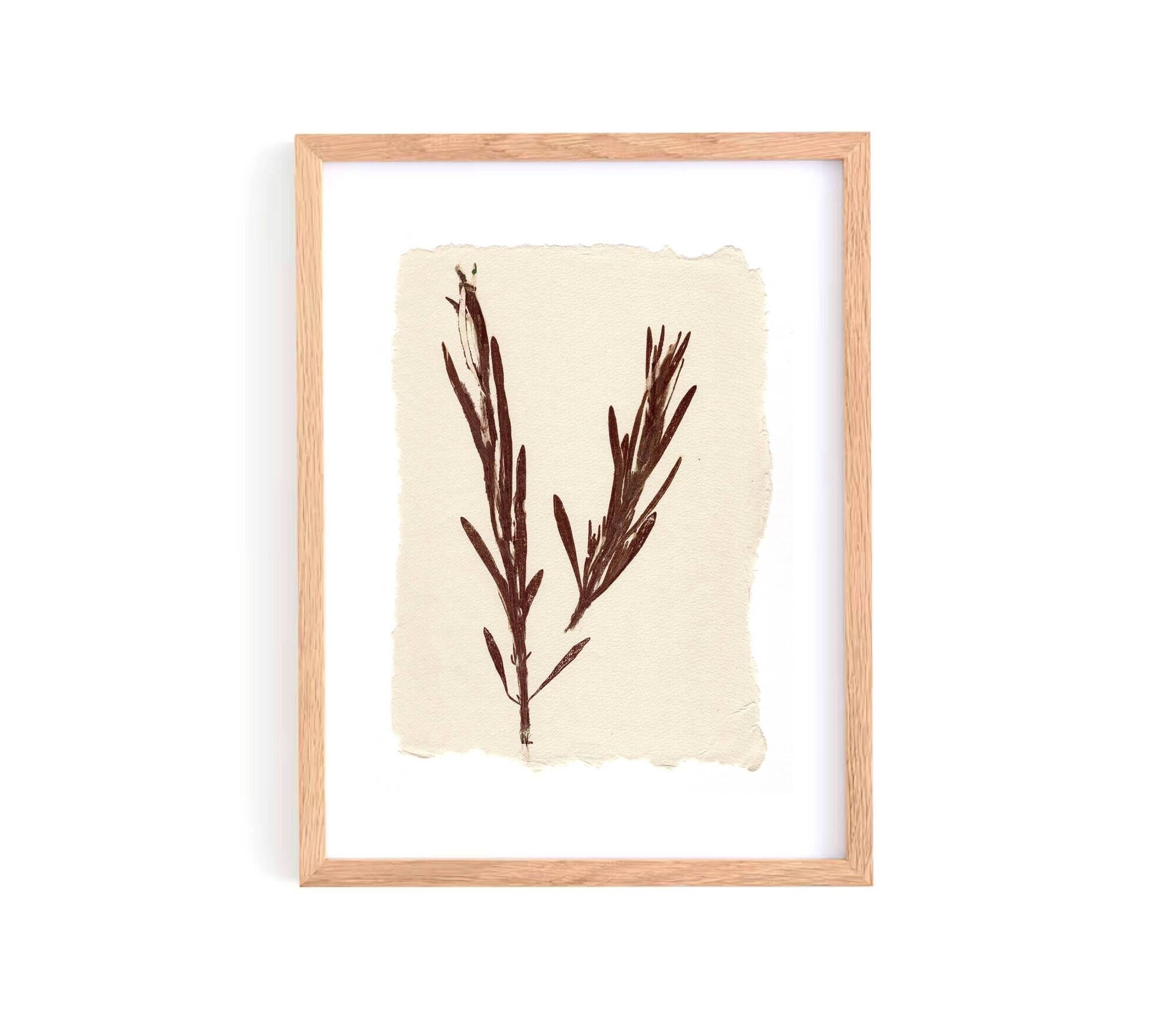 Collection of 4 herbarium paper paintings signed Eawy.