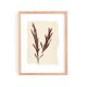 Collection of 4 herbarium paper paintings signed Eawy.