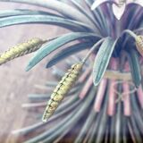 Table called Coco Chanel