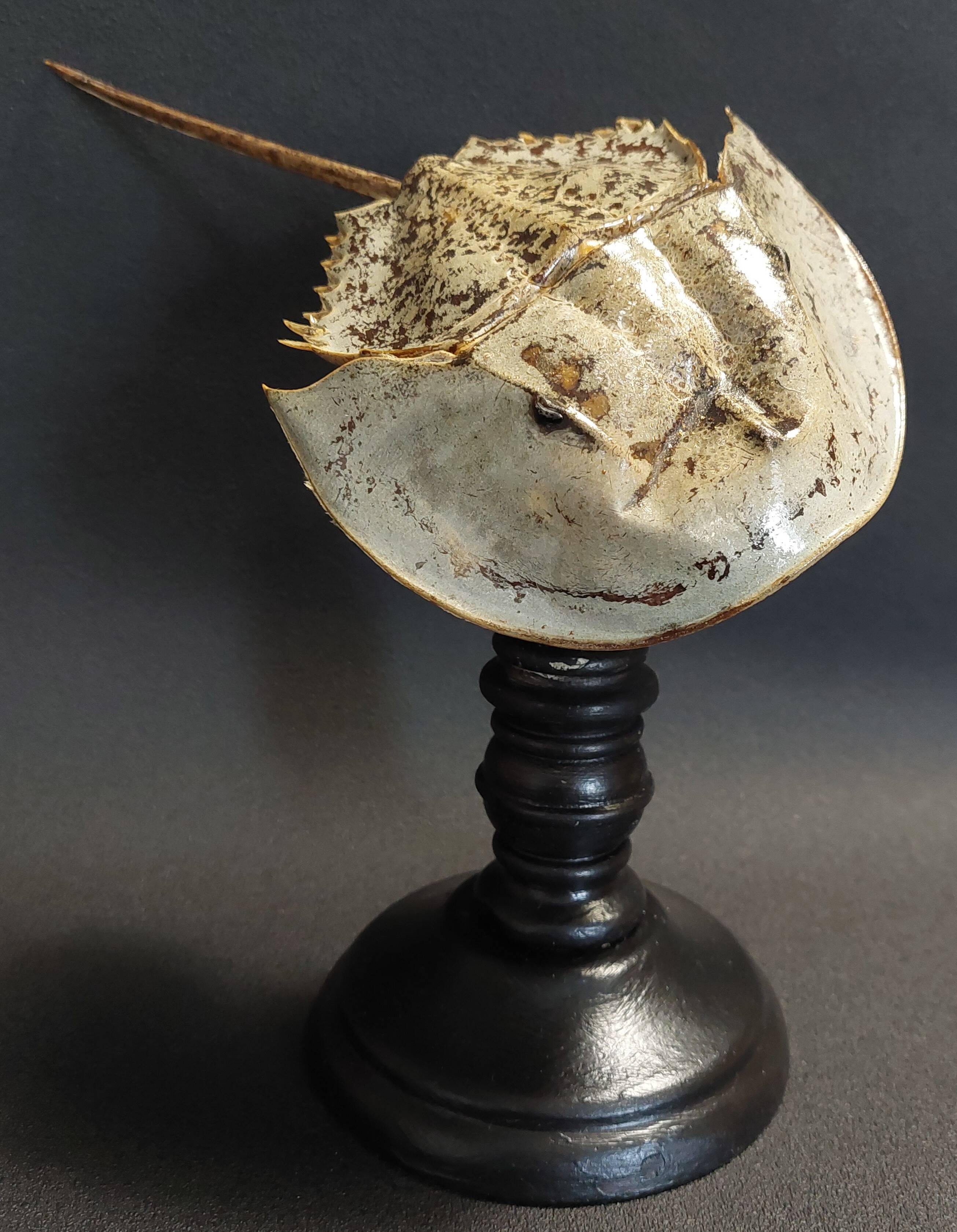 Cabinet de Curiosités limule limulus polyphemus sur socle