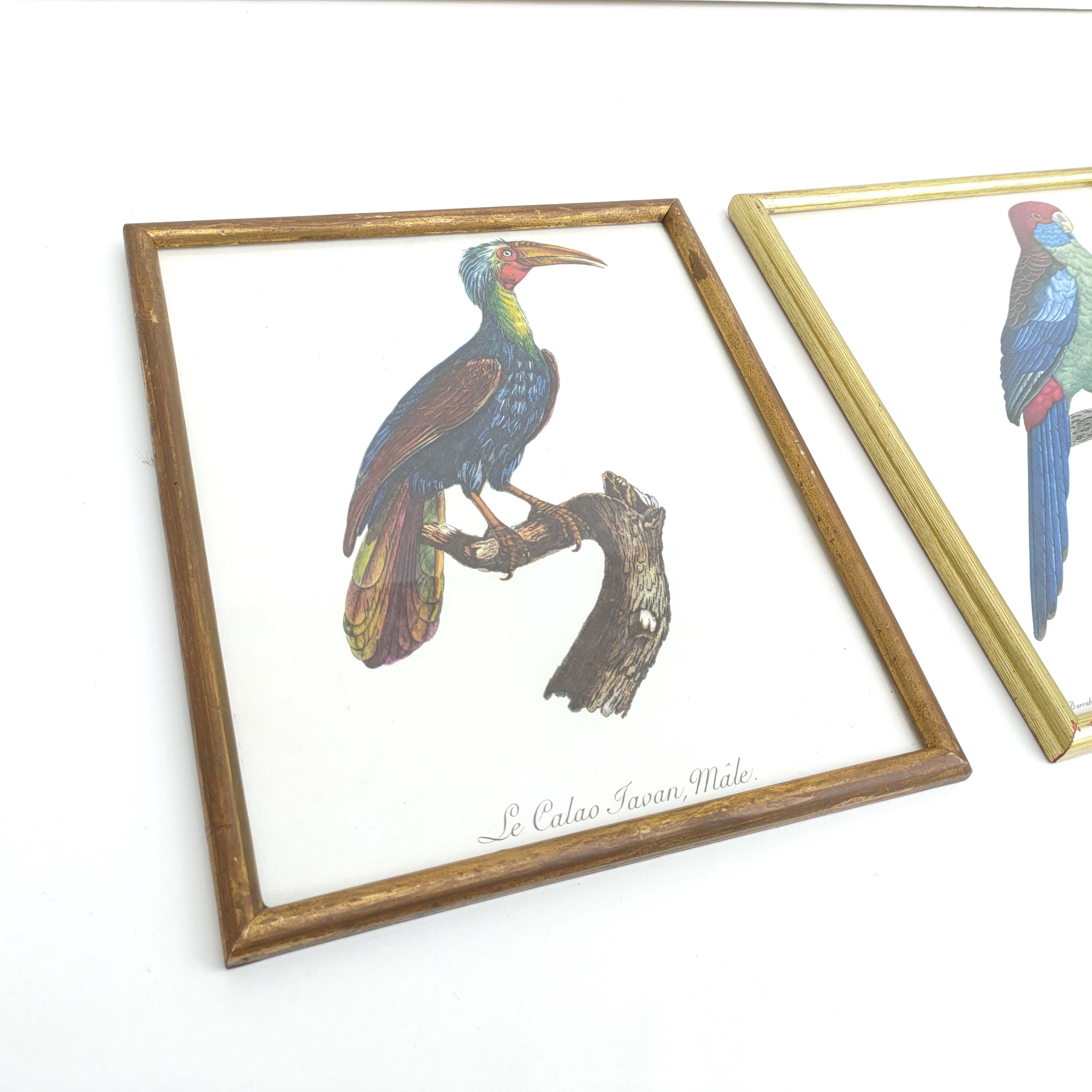 2 lithographed posters of birds in golden frames