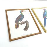 2 lithographed posters of birds in golden frames
