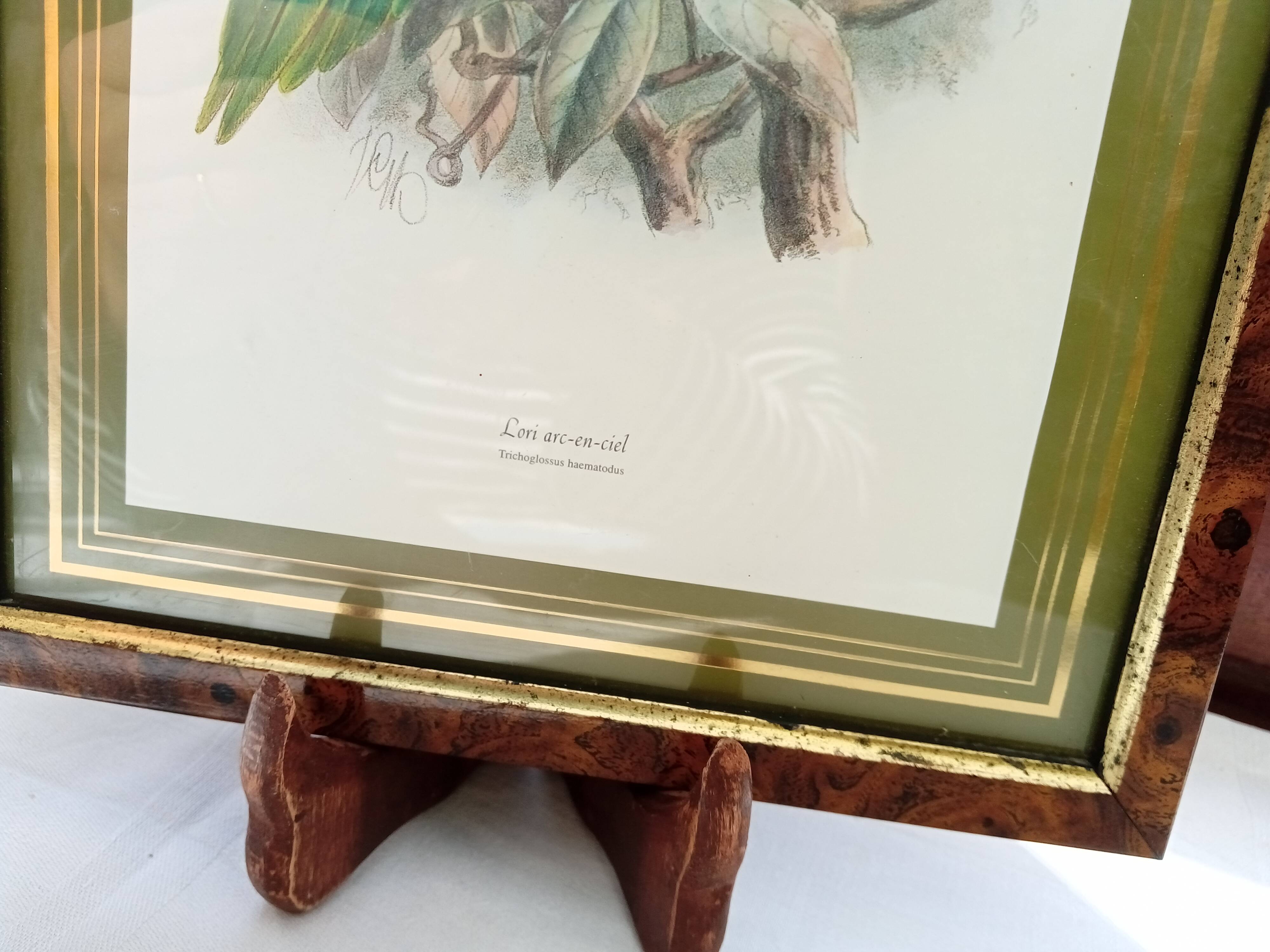 Tableau oiseau Lori