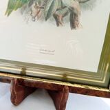 Tableau oiseau Lori