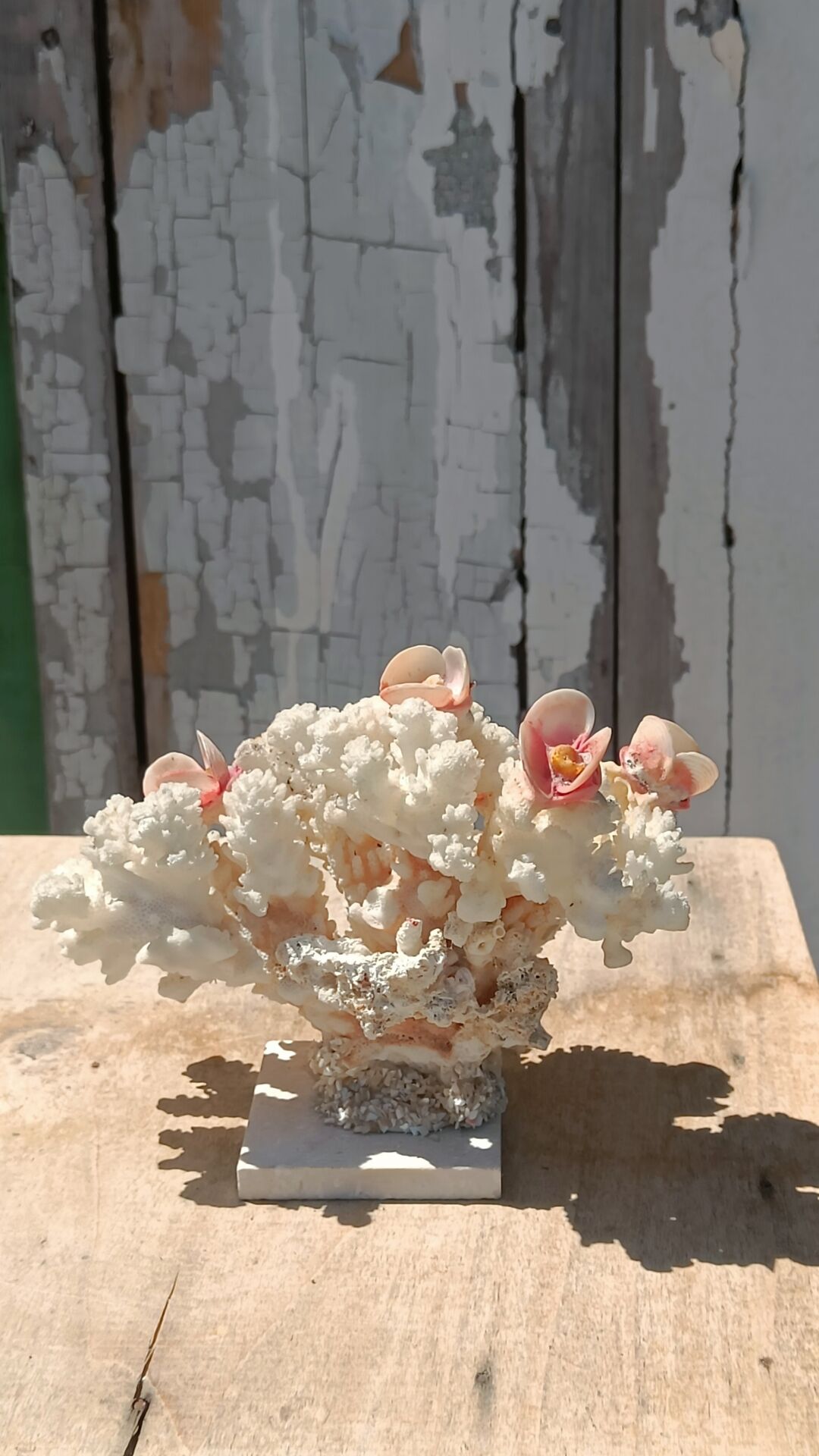 White coral tree with shell