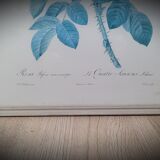 Litho rose Four seasons Lelieux