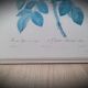 Litho rose Four seasons Lelieux