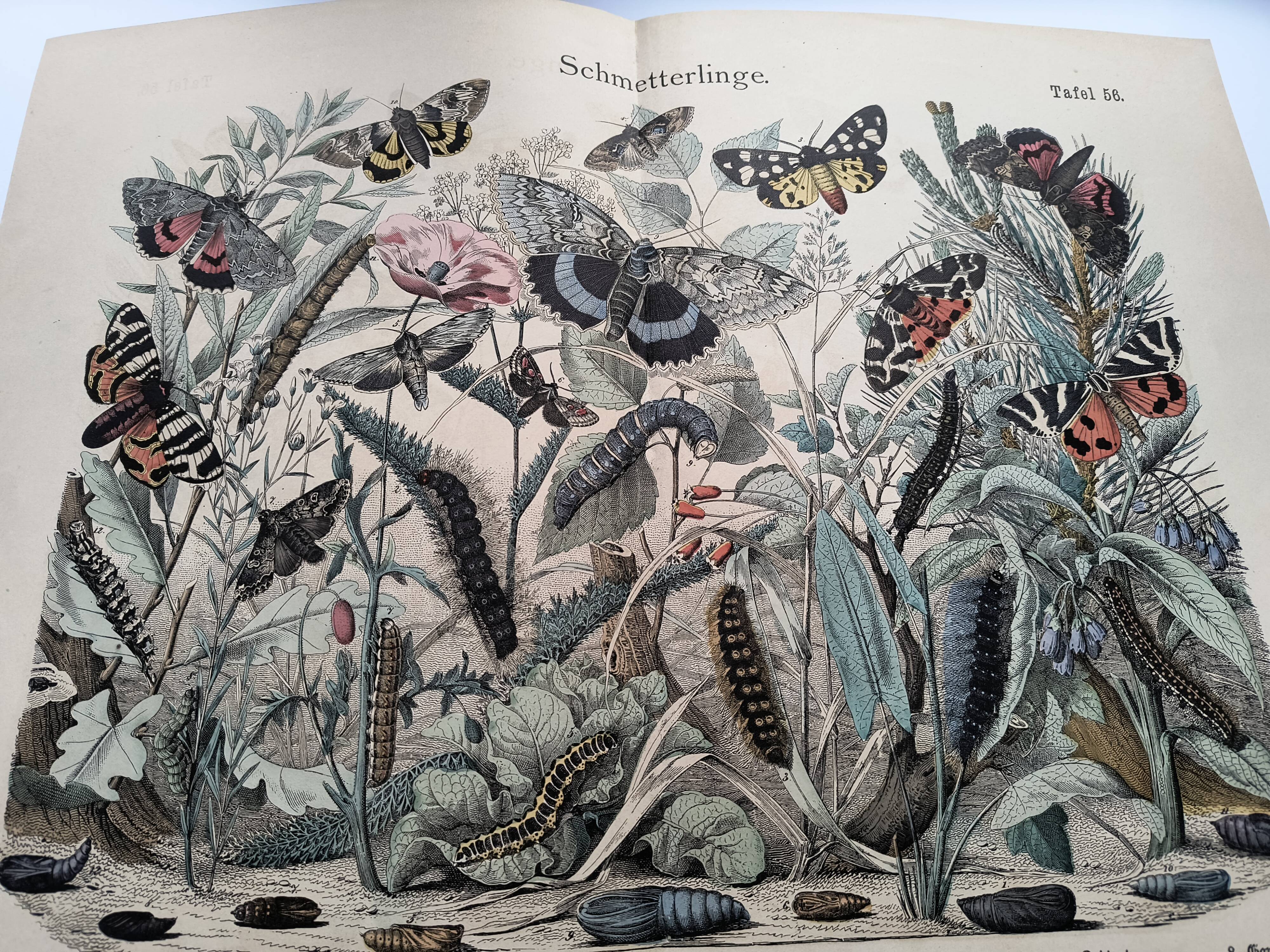 Engraving from 1886 - Butterflies of Europe (4) - Antique lithograph, plate