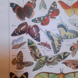 Lithograph on butterflies from 1948