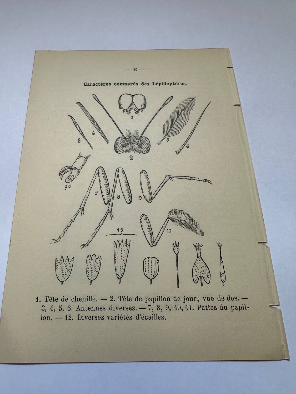 Botanical engraving butterflies double-sided naturalist plate Etching