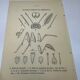Gravure botanique papillons double face planche naturaliste Eau forte