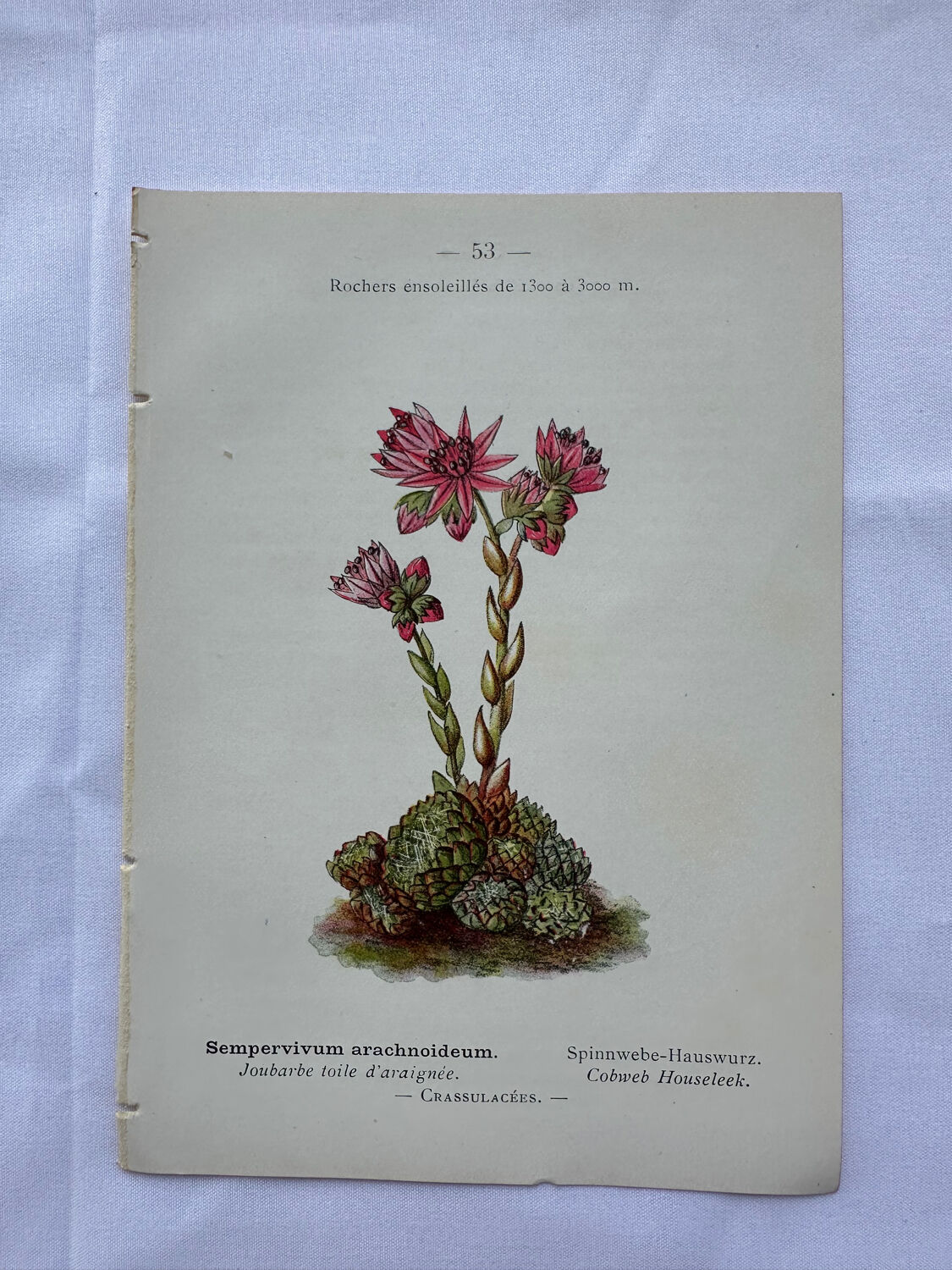 Botanical engraving 18th century French naturalist plate double-sided