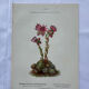 Botanical engraving 18th century French naturalist plate double-sided