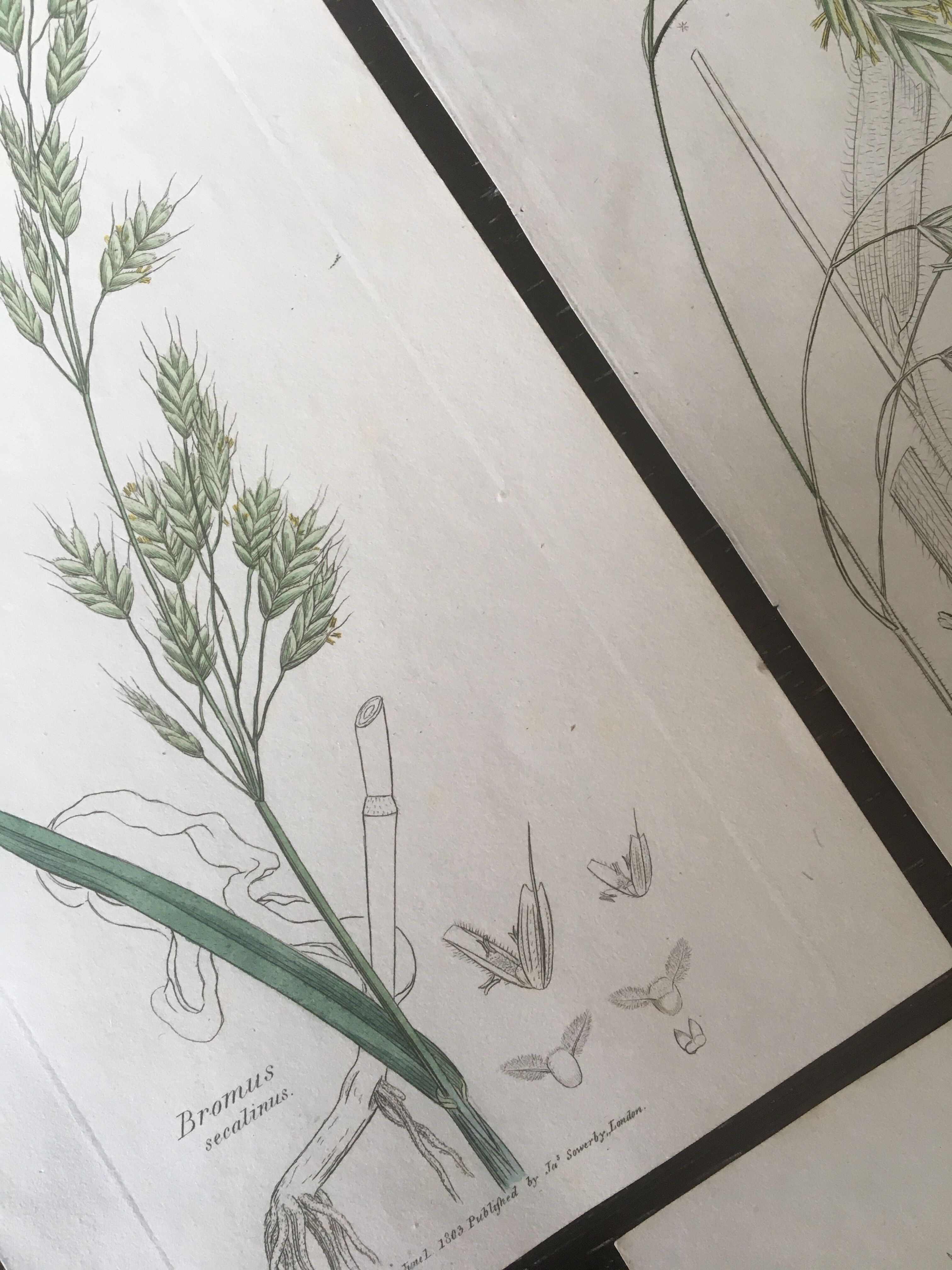 Trio de planches d’herbes Ed Sowerby Londres 1809