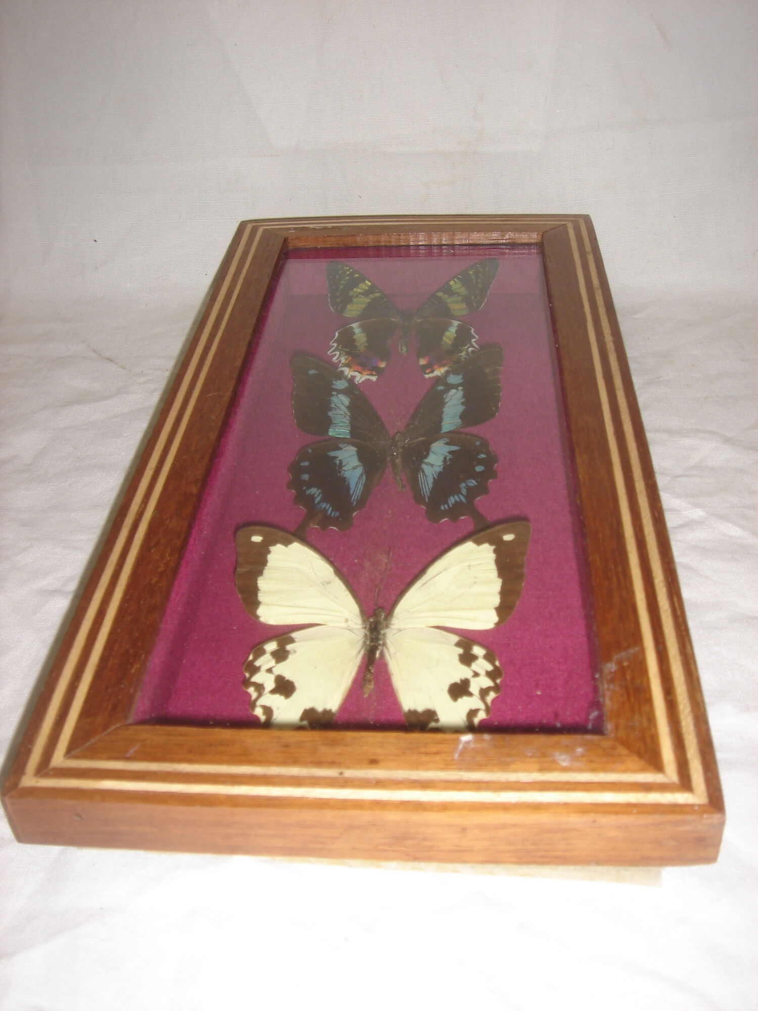 3 butterflies naturalized madagascar under frame wood & glass