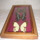 3 butterflies naturalized madagascar under frame wood & glass