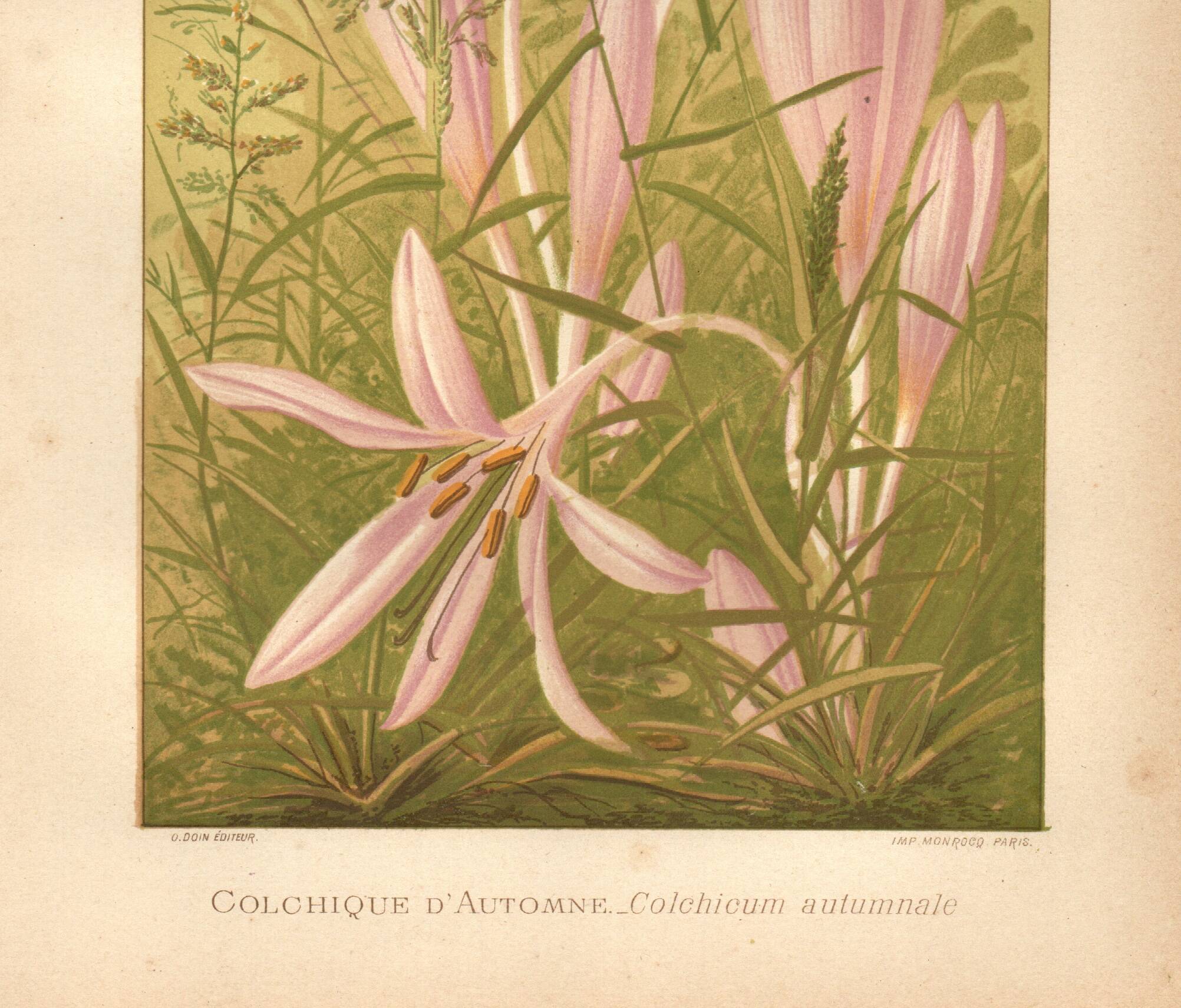 Gravure Botanique de 1889 - Colchique - ancienne Lithographie vintage fleur