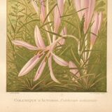 Gravure Botanique de 1889 - Colchique - ancienne Lithographie vintage fleur