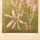Botanical engraving from 1889 - Autumn crocus - antique vintage lithograph flower