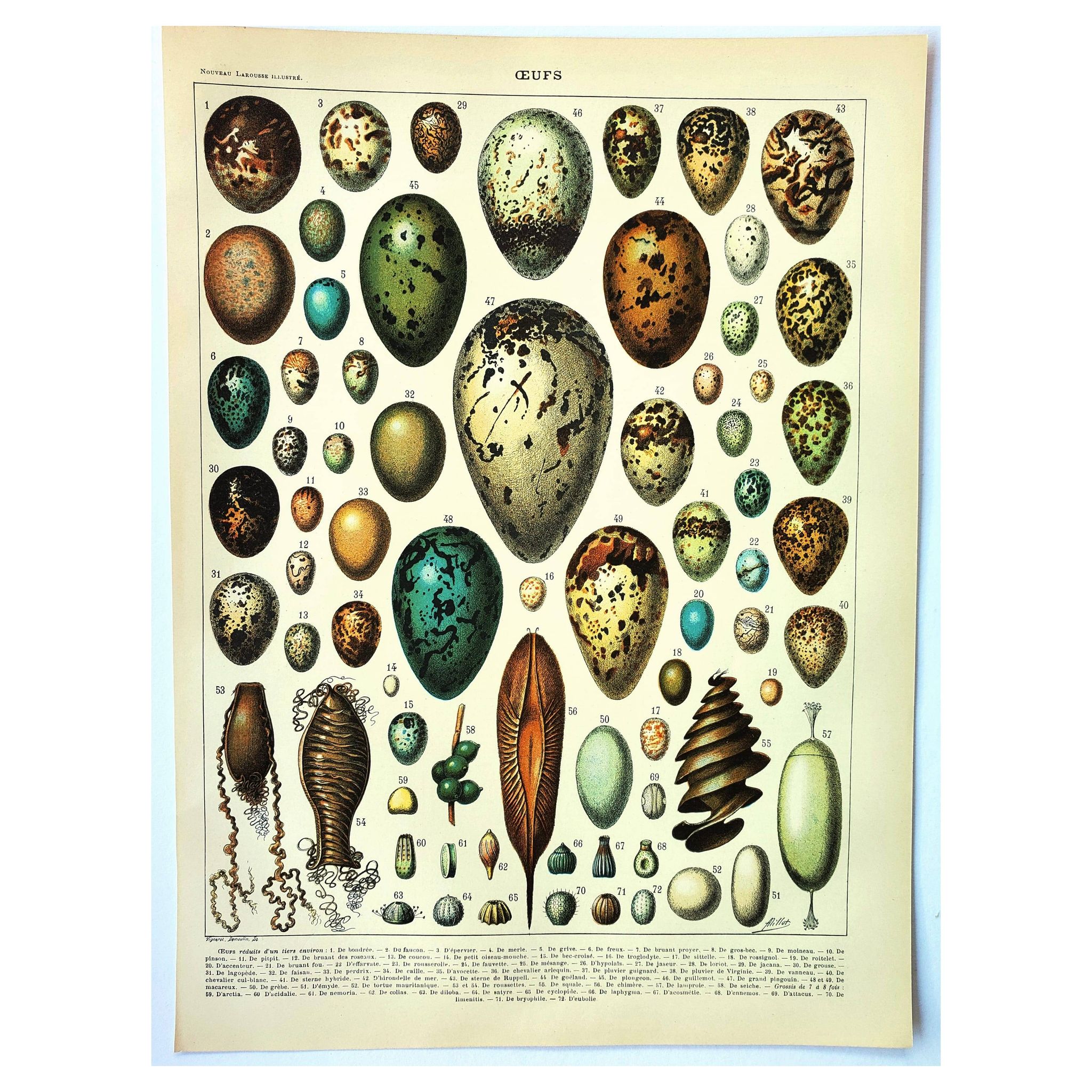 Gravure ancienne 1897 A. Millot - Œufs, oiseaux, animaux, zoologie