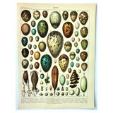 Antique engraving 1897 A. Millot - Eggs, birds, animals, zoology