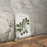 Botanical plank the Marronnier of India