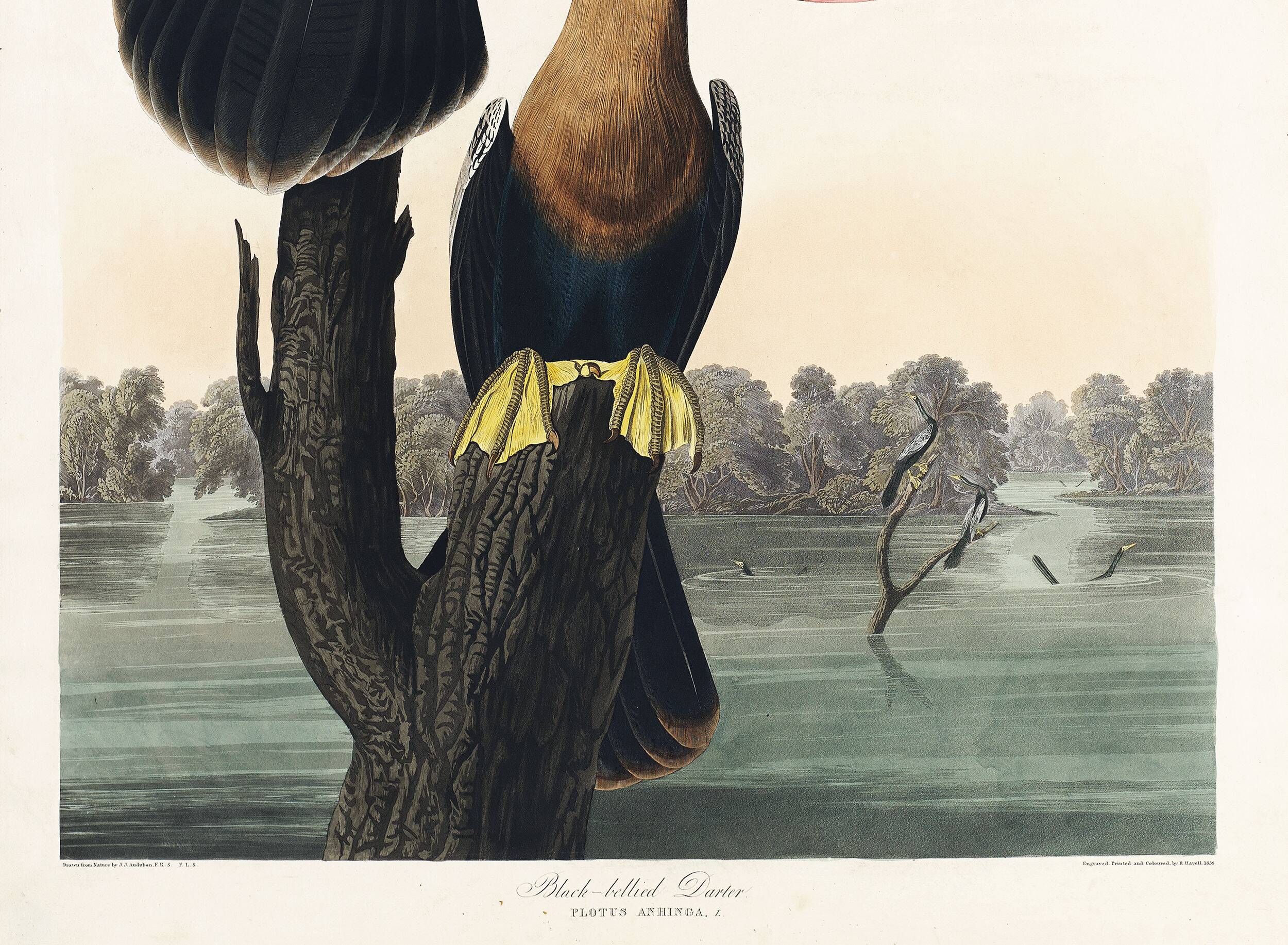 Poster for the Darter of America, based on an old engraving from 1827.