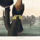 Poster for the Darter of America, based on an old engraving from 1827.
