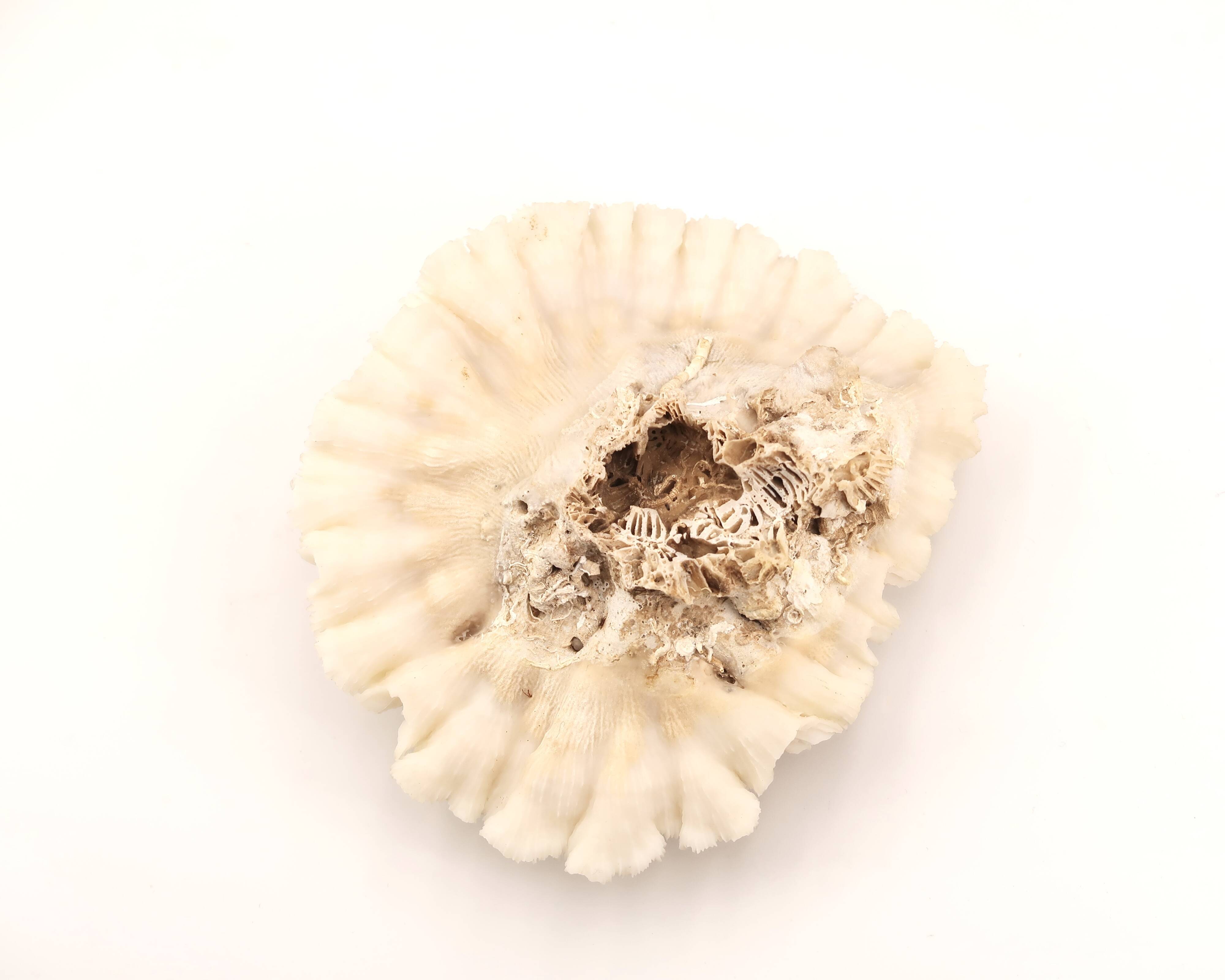 Natural coral white beige, 70s