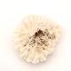 Natural coral white beige, 70s