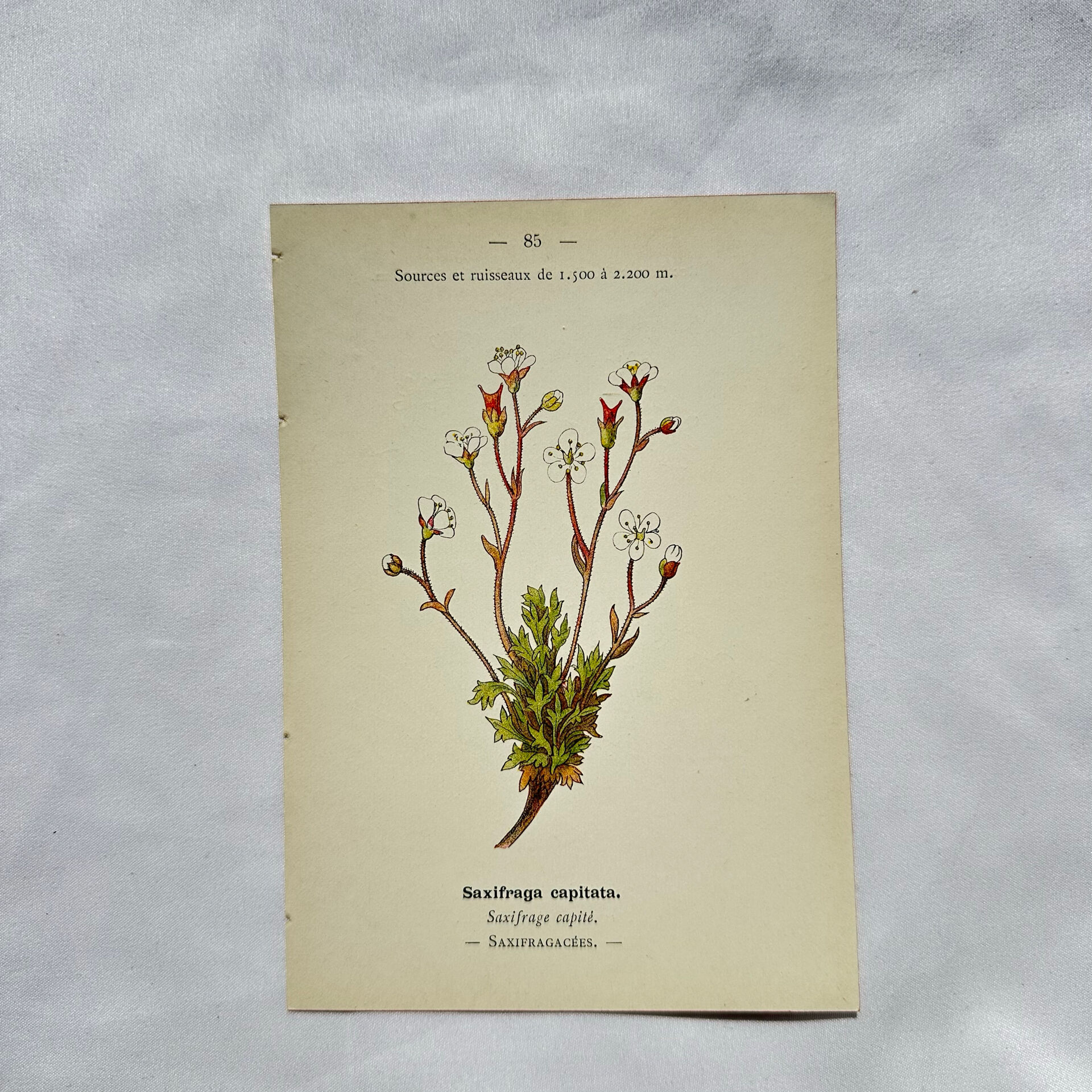 Old botanical engraving – 19th century – Hand-coloured plate