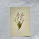 Old botanical engraving – 19th century – Hand-coloured plate