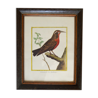 Bird lithograph frame