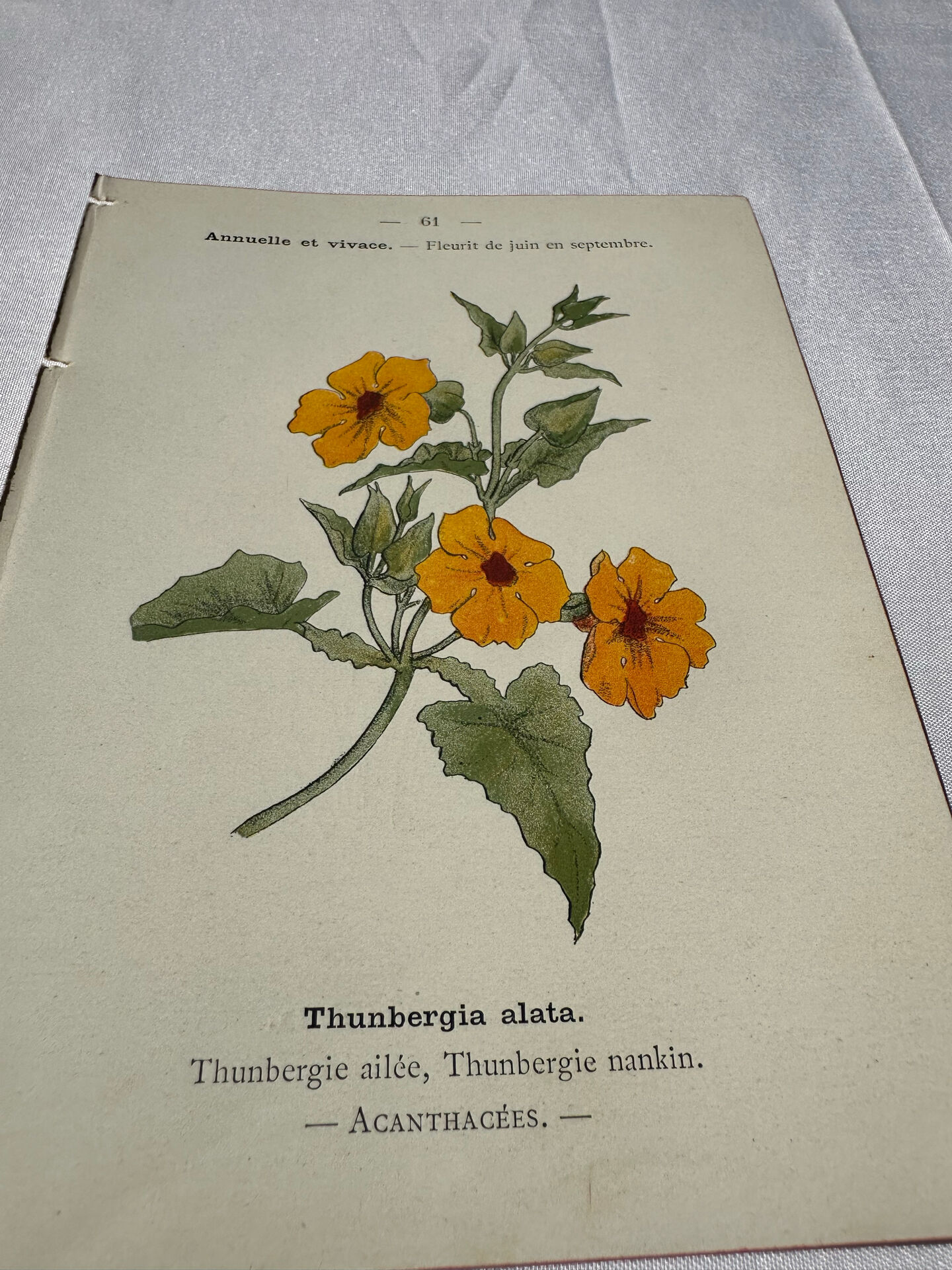 🌿 Botanical Plate Old Naturalist Engraving 19th Century Double-Sided
