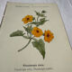 🌿 Botanical Plate Old Naturalist Engraving 19th Century Double-Sided