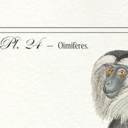 Lot de 2 chimère encadrées lithographie gravure animal