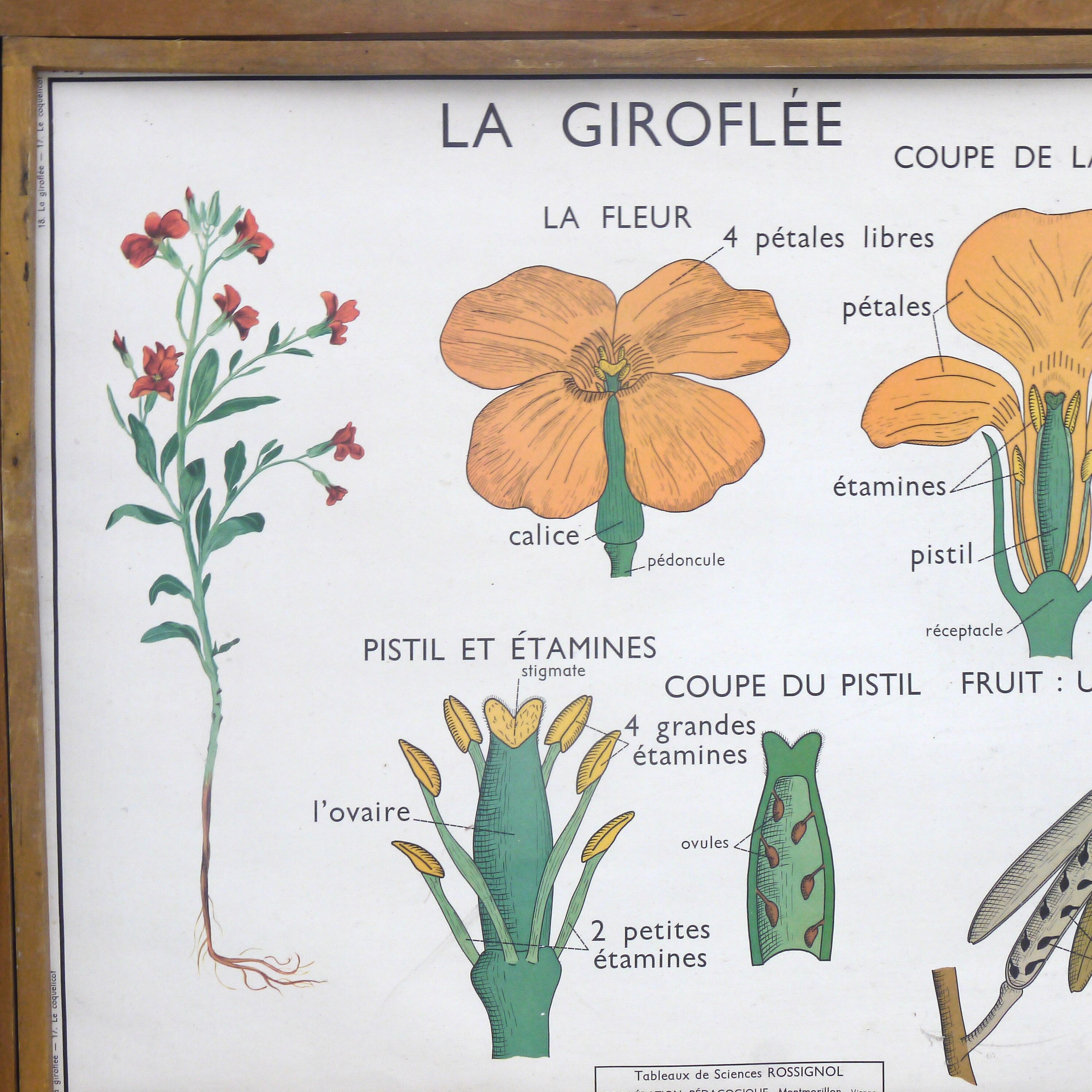 Educational poster the wallflower and poppy