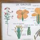 Educational poster the wallflower and poppy