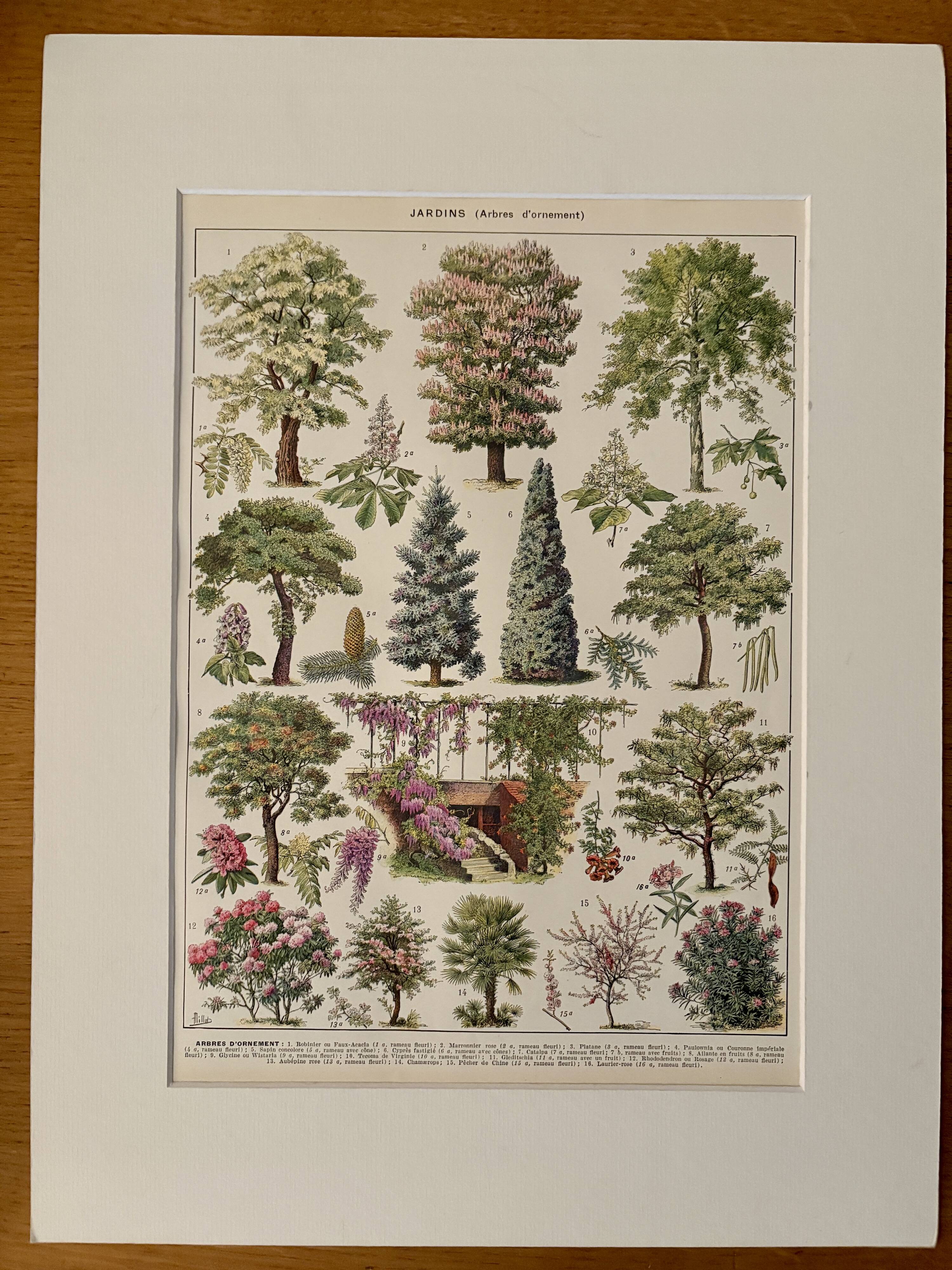 Lithograph on gardens (robinia) - 1930