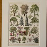 Lithograph on gardens (robinia) - 1930