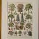 Lithograph on gardens (robinia) - 1930
