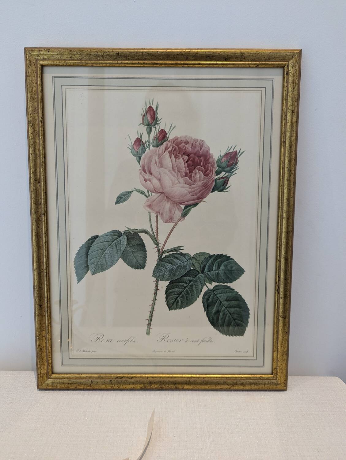 Botanical plate PJ Redouté