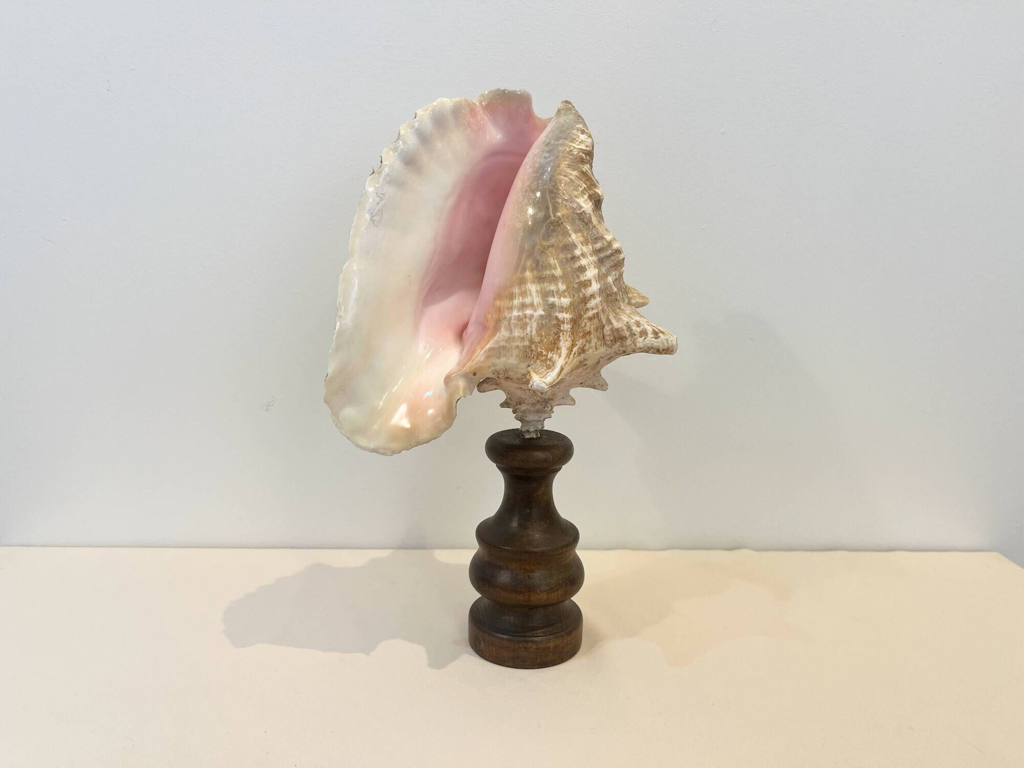XXL Antique large conch shell on wooden base cabinet of curiosities
