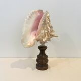 XXL Antique large conch shell on wooden base cabinet of curiosities